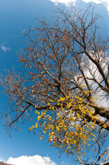 Yellow-berried Mistletoe (Loranthus europaeus) on a tree, Tuscany, Italy.