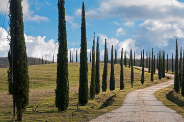 Lines of Cypress tree in Val d'Orcia, Tuscany, Italy.
