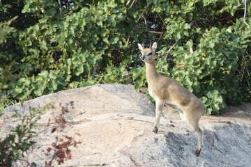 Klippspringer / Klipspringer / Oreotragus oreotragus