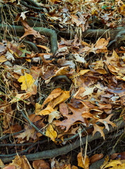A nested group of late autumn leaves in a stairway of tree roots.