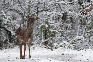 Fallow deer (Dama dama), Tuscany, Italy. © Federico