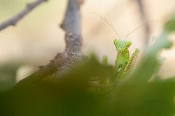 European common mantis (Mantis religiosa), Italy.