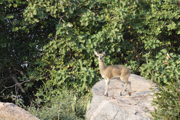 Klippspringer / Klipspringer / Oreotragus oreotragus