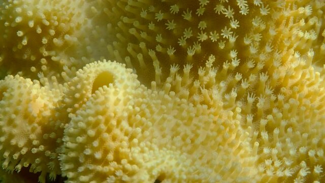 Details of the soft coral polips. Extreme close-up of the soft coral polips on the reef. Natural underwater background. Mushroom Leather Coral (Sarcophyton coral)