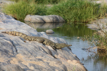 Nilkrokodil / Nile Crocodile / Crocodylus Niloticus