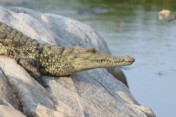 Nilkrokodil / Nile Crocodile / Crocodylus Niloticus