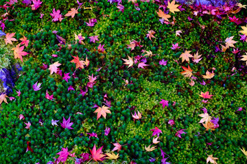 銀閣　慈照寺の紅葉（京都）