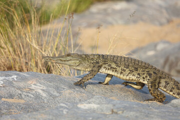 Nilkrokodil / Nile Crocodile / Crocodylus Niloticus