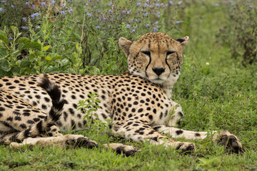 Fototapeta premium Cheetah female in Ngorogoro crater