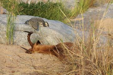 Schwarzfersenantilope und Nilkrokodil / Impala and Nile crocodile / Aepyceros melampus et Crocodylus Niloticus..