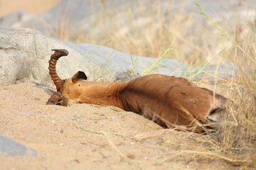Schwarzfersenantilope / Impala / Aepyceros melampus.