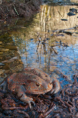 Common toad (Bufo bufo) in its habitat, Apennine mountains, Italy.
