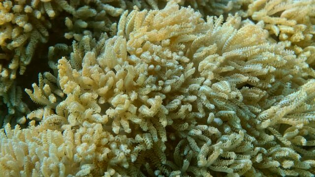 Details of the soft coral polips. Extreme close-up of the soft coral polips on the reef. Natural underwater background. Pom Pom Xenia or Pulse Coral (Xenia umbellata)