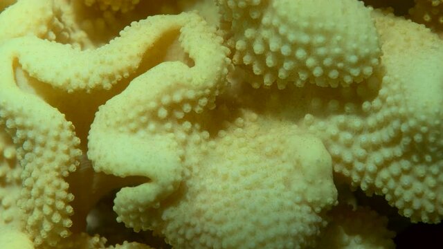 Details of the soft coral polips. Extreme close-up of the soft coral polips on the reef. Natural underwater background. Mushroom Leather Coral (Sarcophyton coral)