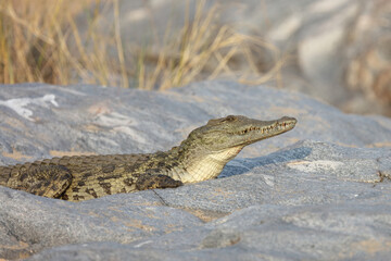 Nilkrokodil / Nile Crocodile / Crocodylus Niloticus
