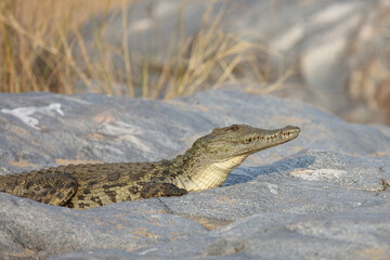 Nilkrokodil / Nile Crocodile / Crocodylus Niloticus