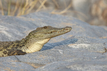 Nilkrokodil / Nile Crocodile / Crocodylus Niloticus