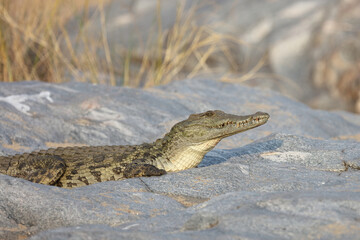 Nilkrokodil / Nile Crocodile / Crocodylus Niloticus