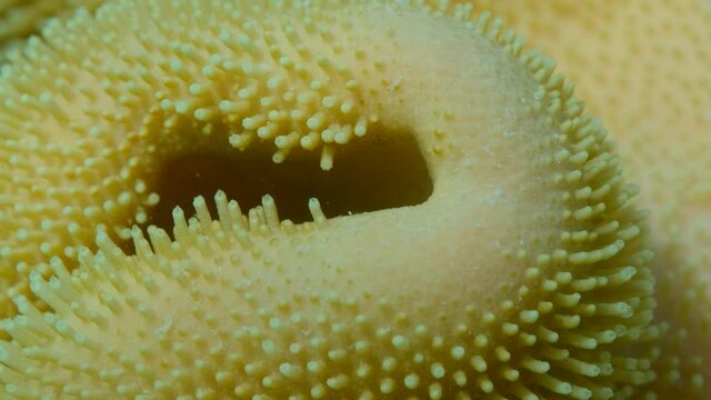 Details of the soft coral polips. Extreme close-up of the soft coral polips on the reef. Natural underwater background. Mushroom Leather Coral (Sarcophyton coral)