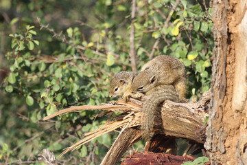 Ockerfußbuschhörnchen / Tree squirrel / Paraxerus Cepapi