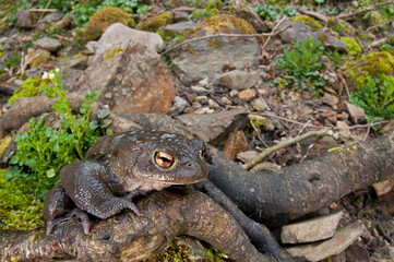 Common toad (Bufo bufo) in its habitat, Cinque Terre National Park, Italy.