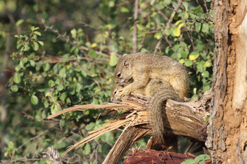 Ockerfußbuschhörnchen / Tree squirrel / Paraxerus Cepapi