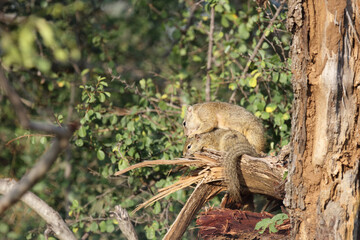 Ockerfußbuschhörnchen / Tree squirrel / Paraxerus Cepapi