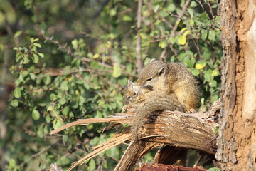 Ockerfußbuschhörnchen / Tree squirrel / Paraxerus Cepapi