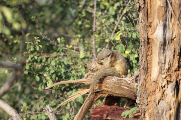 Ockerfußbuschhörnchen / Tree squirrel / Paraxerus Cepapi