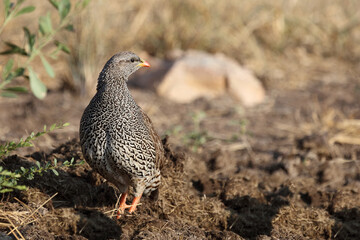 Natalfrankolin / Natal francolin / Francolinus natalensis.