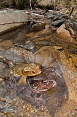 Common toad (Bufo bufo) mating couple in the Cinque Terre National Park, Italy.