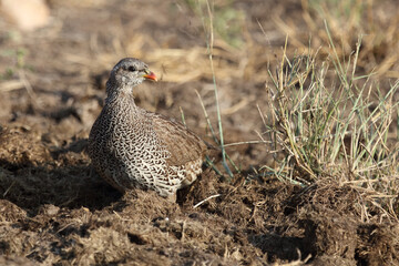 Natalfrankolin / Natal francolin / Francolinus natalensis.