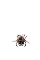 Gibbaranea omoeda (Orb-weaver spider) on white background, Italy.
