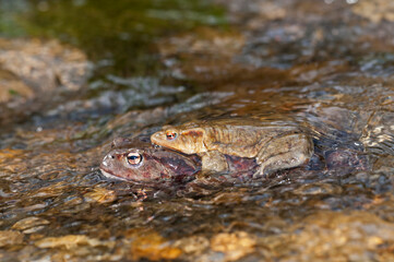 Common toad (Bufo bufo) mating couple in the Cinque Terre National Park, Italy.