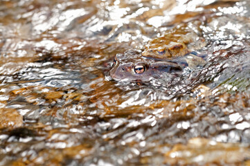 Common toad (Bufo bufo) mating couple in the Cinque Terre National Park, Italy.