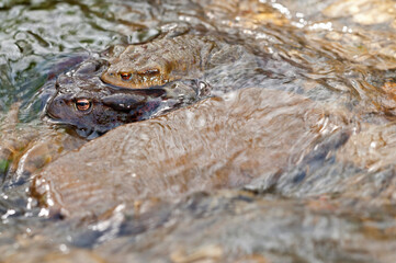 Common toads (Bufo bufo) mating, Italy.