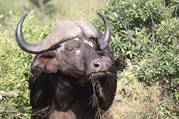 Kaffernbüffel / Buffalo / Syncerus caffer