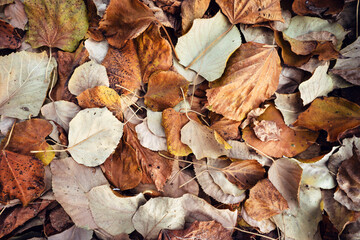 Top view on pile of fallen tree leaves in autumn day - fall concept
