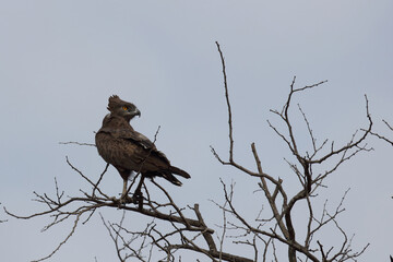 Einfarb-Schlangenadler / Brown snake-eagle / Circaetus cinereus