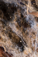 Eresus sp. juveniles 