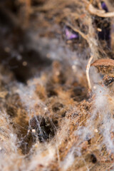 Eresus sp. juveniles 