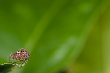 Jumping spider (Evarcha jucunda).