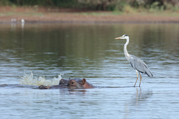 Flußpferd und Graureiher / Hippopotamus and Grey heron / Hippopotamus amphibius et Ardea cinerea