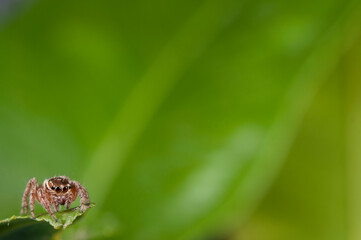 Jumping spider (Evarcha jucunda).