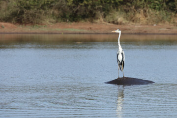 Afrikanischer Graureiher / Grey Heron / Ardea cinerea.