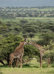 Giraffe couple feeding in game park safari Tanzania