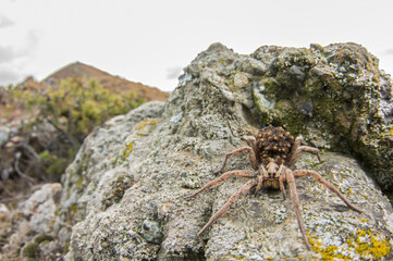 Wolf spider (Hogna radiata) female with juveniles on its back in its habitat, Italy.