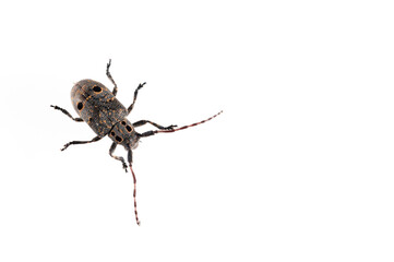 Mesosa curculionoides (Cerambycidae family) on white background.