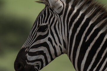 Fototapeta na wymiar Close up portrait of zebra in Tanzania game park