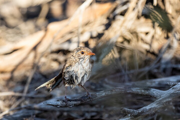 A wet female Splendid Fairywren (Malurus splendens) enjoying a bath.